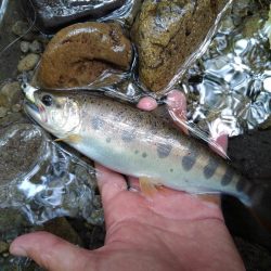 渓流ミノーイング　大イワナ！